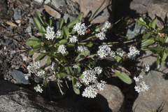Gypsophila cephalotes