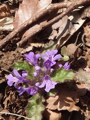 Ajuga decumbens