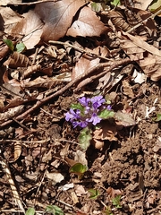 Ajuga decumbens