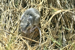 Peromyscus labecula