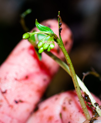 Claytonia caroliniana