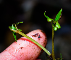 Claytonia caroliniana