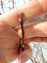 Acer negundo violaceum