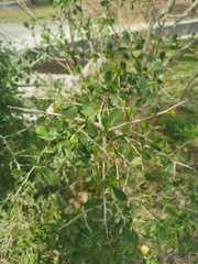 Condalia hookeri