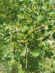 Condalia hookeri