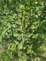 Condalia hookeri