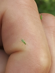 Nesidiocoris tenuis