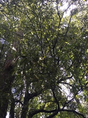 Beilschmiedia tawa