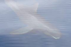 Feresa attenuata