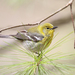 Pine Warbler - Photo (c) Tom Murray, some rights reserved (CC BY-NC)