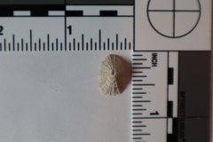 Diodora