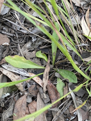 Image of Goodenia paniculata by (c) Greg Tasney, some rights reserved (CC BY-SA)
