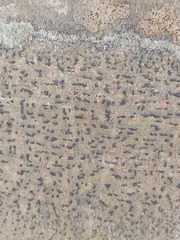 Bathelium carolinianum