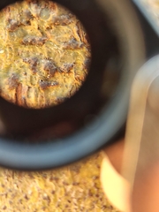 Bathelium carolinianum