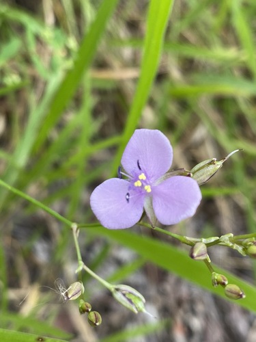 Murdannia graminea (Murdannia graminea)