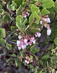 Arctostaphylos hispidula