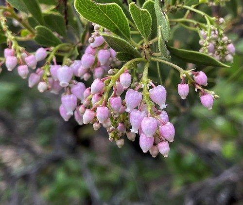 Image of Arctostaphylos hispidula by (c) Roger Raiche, some rights reserved (CC BY)