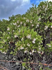Arctostaphylos hispidula