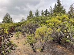 Arctostaphylos hispidula