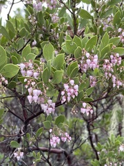 Arctostaphylos hispidula