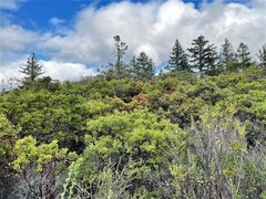 Arctostaphylos hispidula