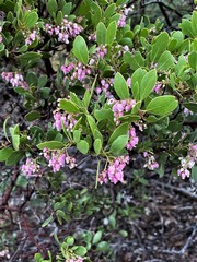 Arctostaphylos hispidula