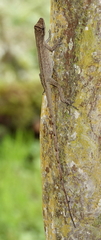 Anolis antonii