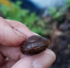 Helminthoglypta diabloensis