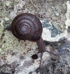 Helminthoglypta diabloensis