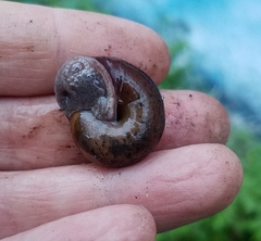 Helminthoglypta diabloensis