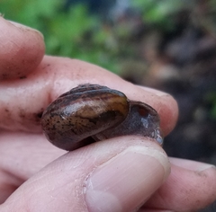 Helminthoglypta diabloensis