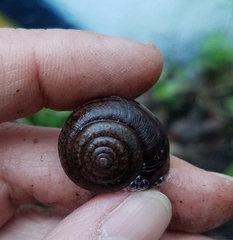 Helminthoglypta diabloensis