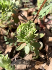 Sedum sarmentosum