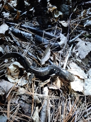 Ambystoma 'unisexual complex'