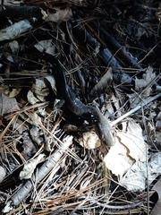 Ambystoma 'unisexual complex'