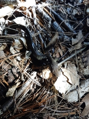 Ambystoma 'unisexual complex'