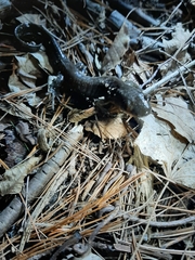Ambystoma 'unisexual complex'