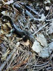 Ambystoma 'unisexual complex'