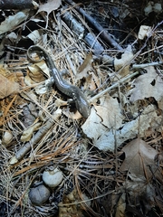 Ambystoma 'unisexual complex'