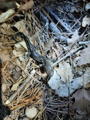 Ambystoma 'unisexual complex'