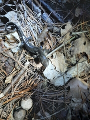 Ambystoma 'unisexual complex'