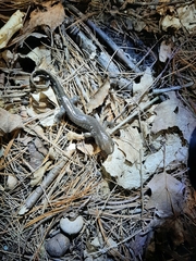 Ambystoma 'unisexual complex'