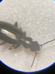 Syntomus americanus