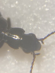 Syntomus americanus