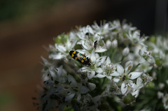 Castiarina flavopicta