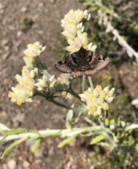 Euclidia ardita