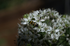 Castiarina flavopicta
