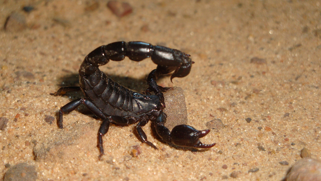 Bothriurus jesuita