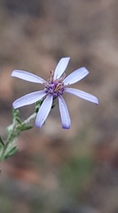 Olearia ramosissima