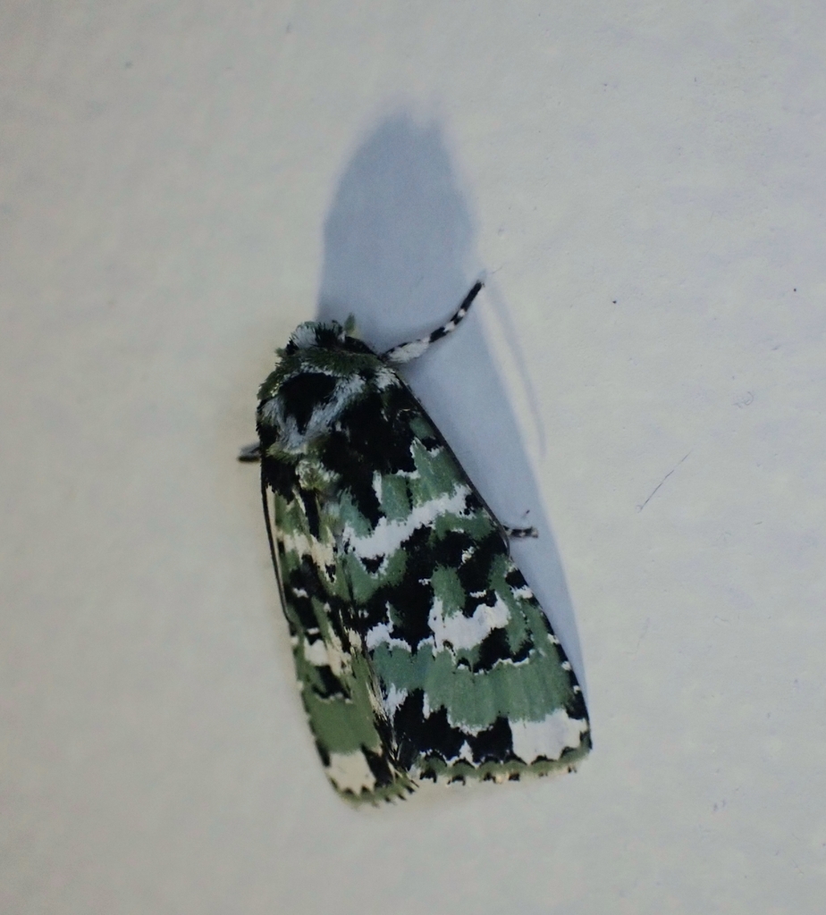 Thalatha trichroma